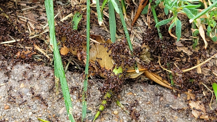 1 Ant Control