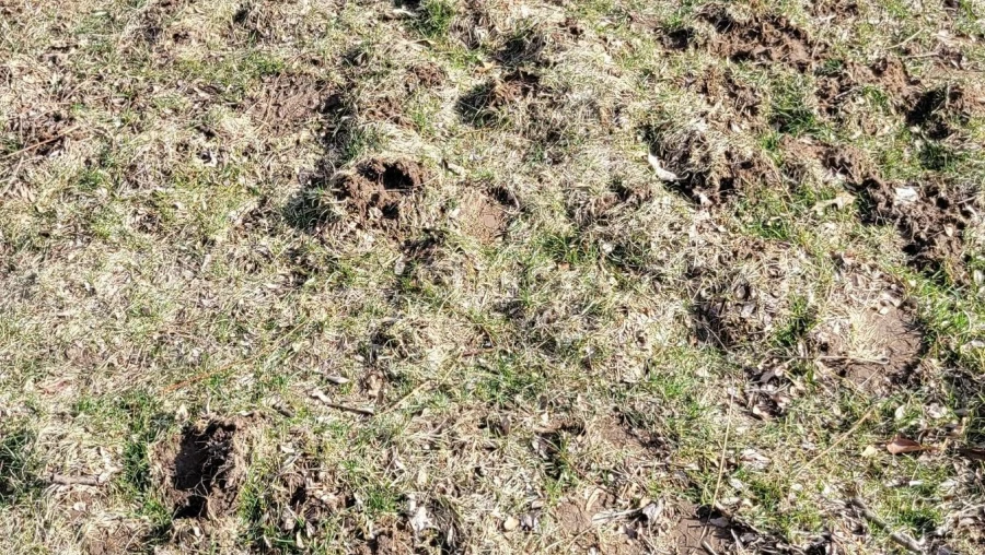 10 Mole Control