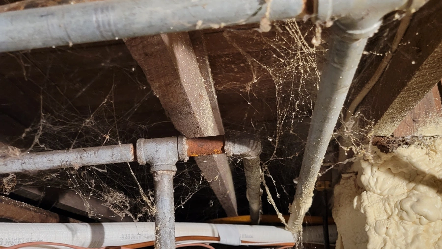 2 Spider Control