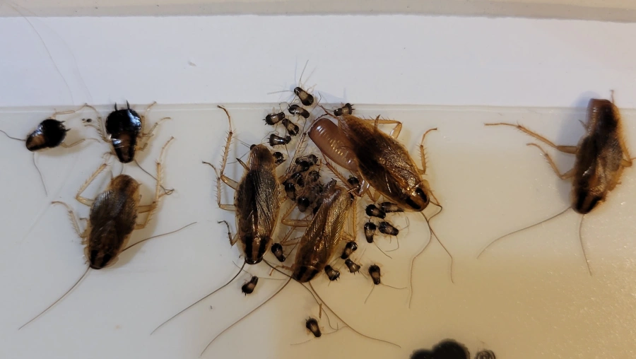 3 Cockroach Pest Control