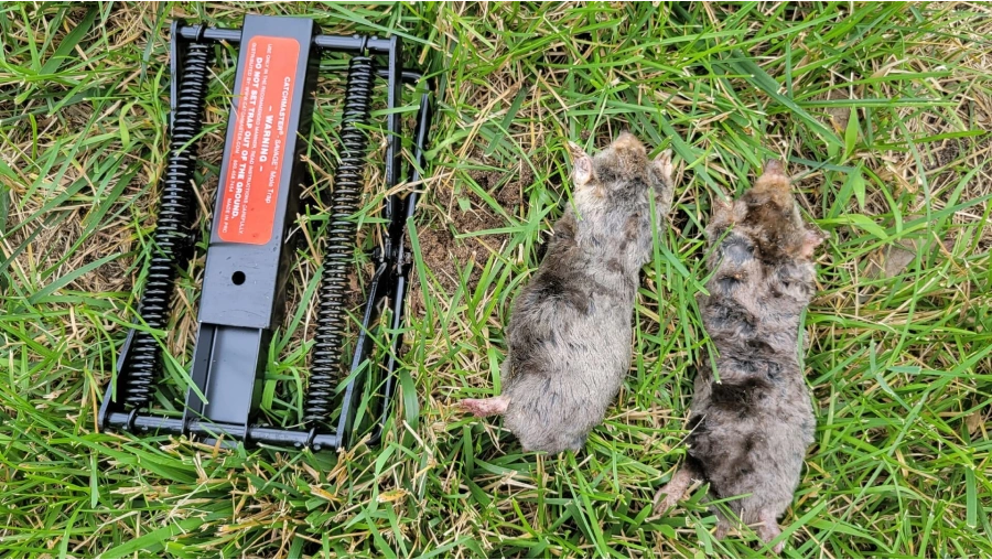 9 Rat Control